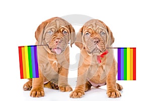 Two Bordeaux puppies with rainbow color flag symbolizing gay rights. isolated on white