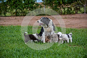 two border collie dogs laying down surrounded by puppies