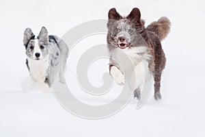 Two Border Collie dogs running