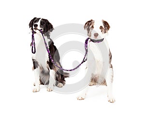 Two Border Collie Dogs Take Each Other For A Walk