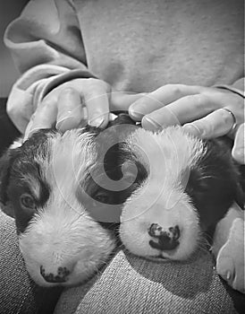 Two Border Collie puppies being patted on a girl`s lap