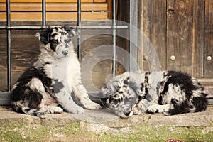 Two Border Collie puppies dog resting at the door house