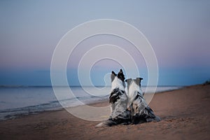 Two border collie on the sea