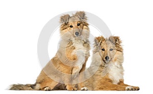 Two Border Collie, sitting and lying next to each other