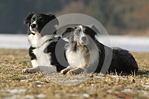 Two border collies