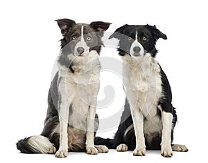 Two border Collies, 8 months old, sitting and looking at the camera