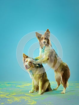 Two Border Collies dogs in a playful studio pose, one atop the other.