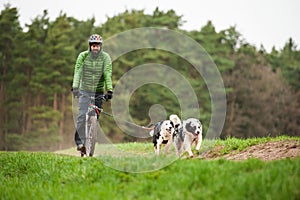 Two border collies in front of a dog scooter