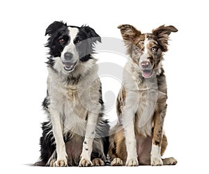 Two Border collies in front of a white background photo