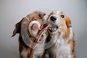 Two border collies grab and eat a treat