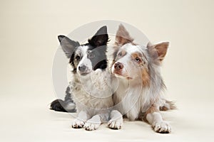 Two border collies lying down together
