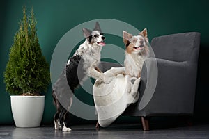 Two border collies playing on a couch