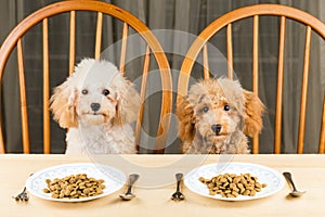 Two bored and uninterested Poodle puppies with two plates of kibbles on the table