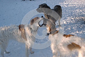 Two Borzoi having an oral disagreement with a passive wolfhound in the background