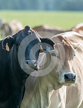 Two Bos indicus cows looking at the camera