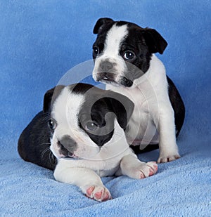 Two Boston terrier littermates