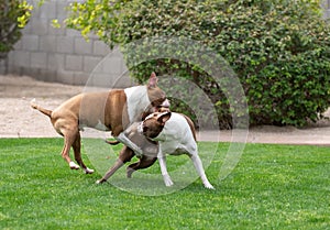 Two Boston Terriers playing in the grass