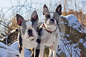 Two Boston Terriers in the snow look with interest.