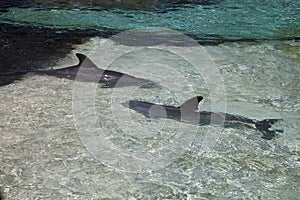 Two Bottle-Nose Dolphins in Clear Water