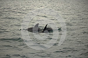 TWO BOTTLE NOSE DOLPHINS PLAYING IN THE SEA