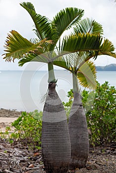 Two bottle plam trees on the beach in Queensland Australia