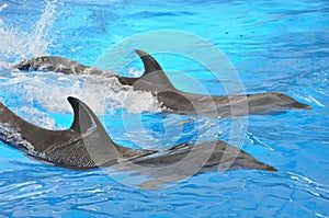 Two bottlenose dolphins in blue water