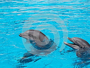 Two bottlenose dolphins poking their heads out