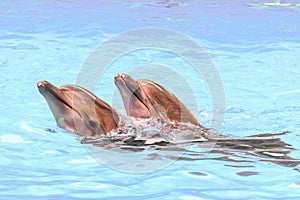 Two bottlenose dolphins swiming in blue water
