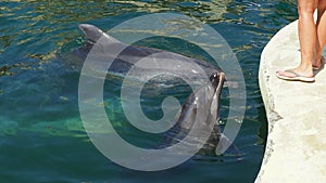 Two bottlenose dolphins in the water. Dolphins are aquatic mammals of cetacean infraorder, family Delphinidae. A woman