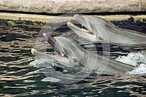 Two Bottlenose dolphins in the water