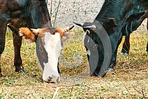 Two bovine graze near the watercourse.