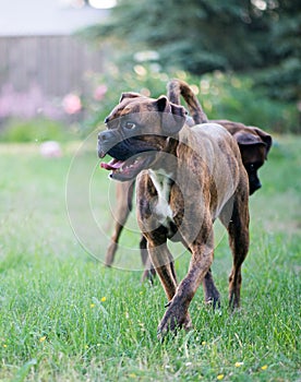 Two Boxer-breed dogs playing in the yard, close-up