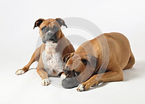 Two boxer dogs