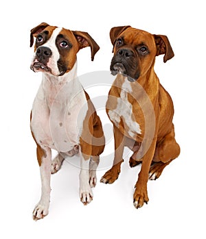 Two Boxer Dogs Isolated on White