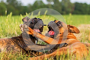 Two boxer dogs scuffle on the meadow