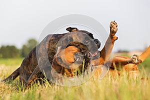 Two boxer dogs scuffle on the meadow