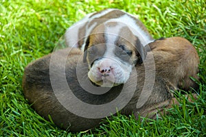 Two boxer puppies lying on the grass