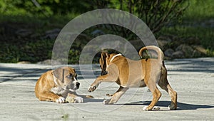 Two Boxer Puppies play with each other.