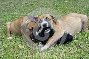 Two Boxer Puppies play with each other.