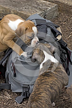 Two boxer Puppies Playing on Backpack