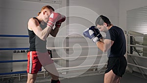 Two boxer training leg kicks on boxing ring in fight club. Male fighters in boxing gloves fighting legs on training