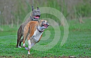 Two Boxers with funny facial expressions playing in the grass HDR