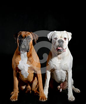 Two boxers in the studio