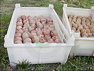 Two boxes with of seed potatoes