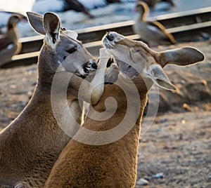 Two boxing kangaroos, embracing