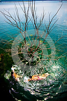 Two boys swimming on a lake