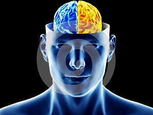 the two brain hemispheres