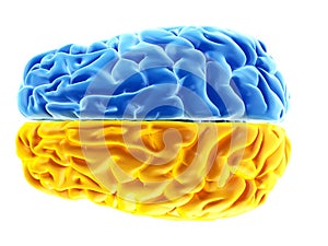 the two brain hemispheres