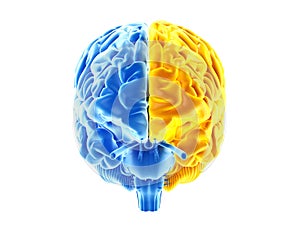 The two brain hemispheres