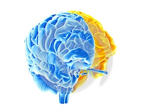 the two brain hemispheres